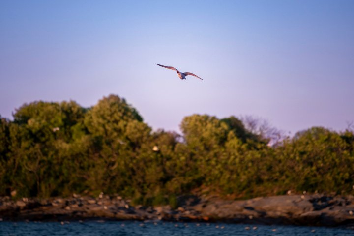 a flock of seagulls flying over a body of water