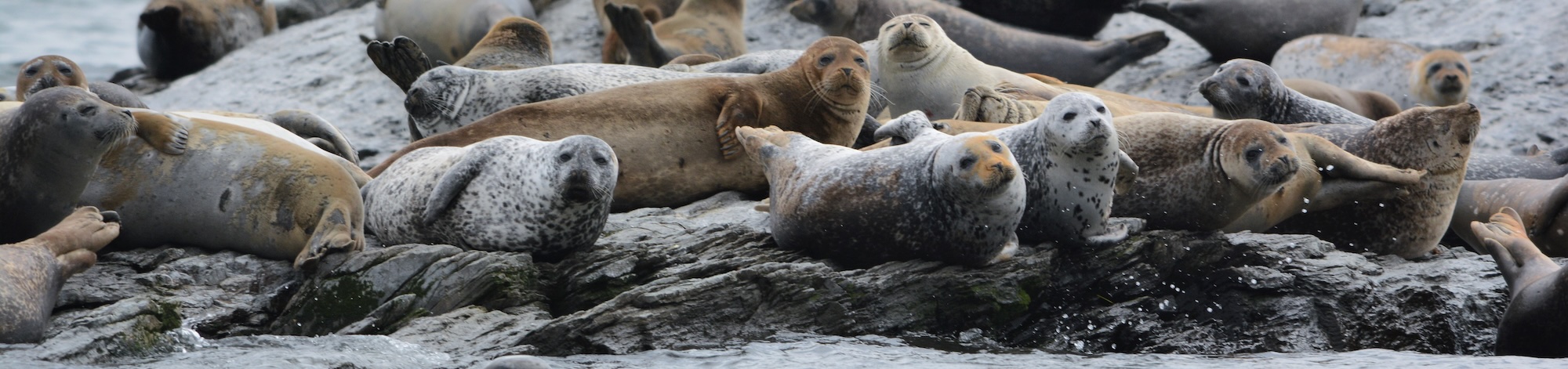 a seal lying in the water